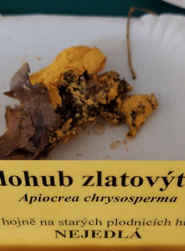 NEDOHUB ZLATOVÝTRUSÝ neboli prašnička zlatožlutá (Hypomyces chrysospermus) 