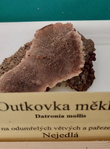 OUTKOVKA MĚKKÁ (Datronia mollis) 