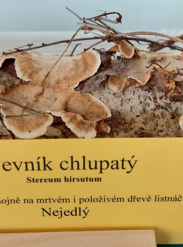 PEVNÍK CHLUPATÝ (Stereum hirsutum)