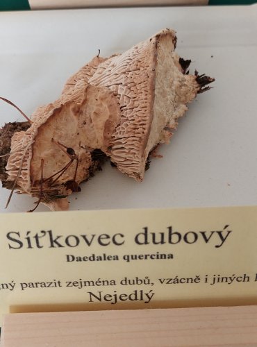 SÍŤKOVEC DUBOVÝ (Daedalea quercina) 