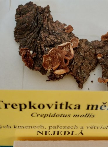 TREPKOVITKA MĚKKÁ (Crepidotus mollis) 