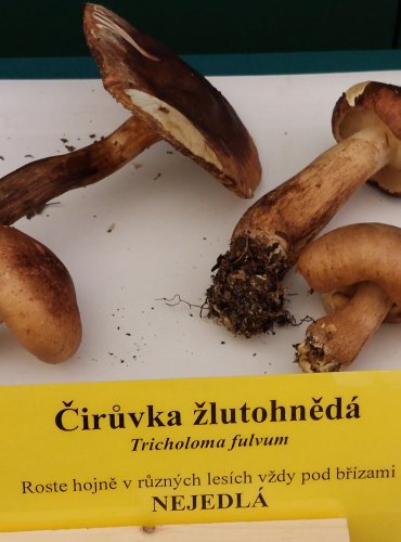 ČIRŮVKA ŽLUTOHNĚDÁ (Tricholoma fulvum) FOTO: Marta Knauerová, 22.9.2023