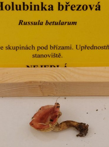 HOLUBINKA BŘEZOVÁ (Russula betularum) FOTO: Marta Knauerová, 22.9.2023