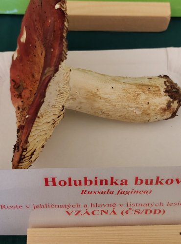 HOLUBINKA BUKOVÁ (Russula faginea) FOTO: Marta Knauerová, 22.9.2023