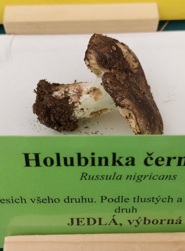 HOLUBINKA ČERNAJÍCÍ (Russula nigricans) FOTO: Marta Knauerová, 22.9.2023

