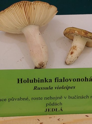 HOLUBINKA FIALOVONOHÁ (Russula violeipes) FOTO: Marta Knauerová, 22.9.2023

