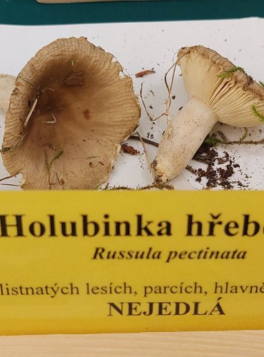 HOLUBINKA HŘEBENITÁ (Russula pectinata) FOTO: Marta Knauerová, 22.9.2023