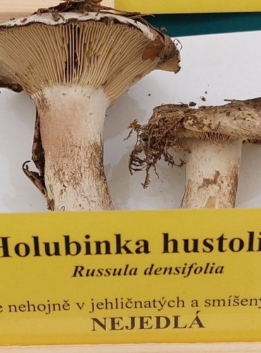 HOLUBINKA HUSTOLISTÁ (Russula densifolia) FOTO: Marta Knauerová, 22.9.2023