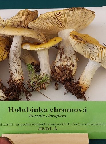 HOLUBINKA CHROMOVÁ (Russula claroflava) FOTO: Marta Knauerová, 22.9.2023