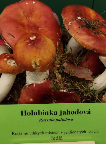 HOLUBINKA JAHODOVÁ (Russula paludosa) FOTO: Marta Knauerová, 22.9.2023