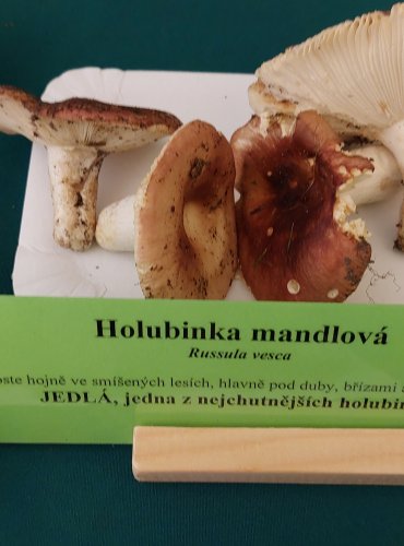 HOLUBINKA MANDLOVÁ (Russula vesca) FOTO: Marta Knauerová, 22.9.2023