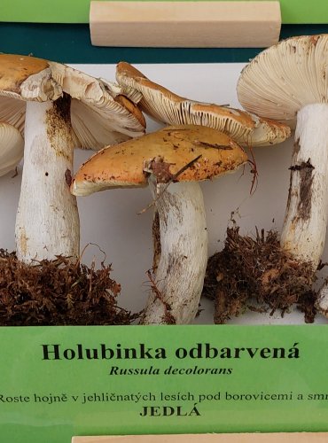 HOLUBINKA ODBARVENÁ (Russula decolorans) FOTO: Marta Knauerová, 22.9.2023