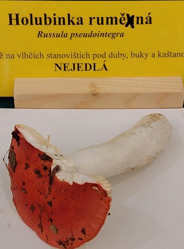 HOLUBINKA RUMĚNÁ (Russula pseudointegra) FOTO: Marta Knauerová, 22.9.2023