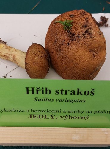 HŘIB STRAKOŠ (Suillus variegatus) FOTO: Marta Knauerová, 22.9.2023