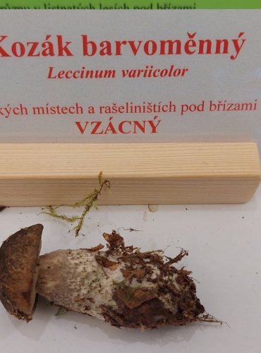 KOZÁK BARVOMĚNNÝ (Leccinum variicolor) zapsán v Červeném seznamu hub (makromycetů) České republiky v kategorii NT – téměř ohrožený druh, FOTO: Marta Knauerová, 22.9.2023
