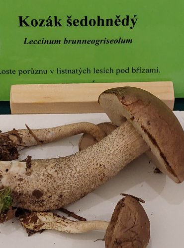 KOZÁK ŠEDOHNĚDÝ (Leccinum brunneogriseolum) FOTO: Marta Knauerová, 22.9.2023