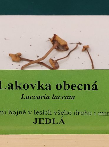 LAKOVKA OBECNÁ (Laccaria laccata) FOTO: Marta Knauerová, 22.9.2023