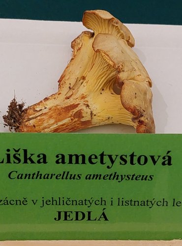 LIŠKA AMETYSTOVÁ (Cantharellus amethysteus) FOTO: Marta Knauerová, 22.9.2023