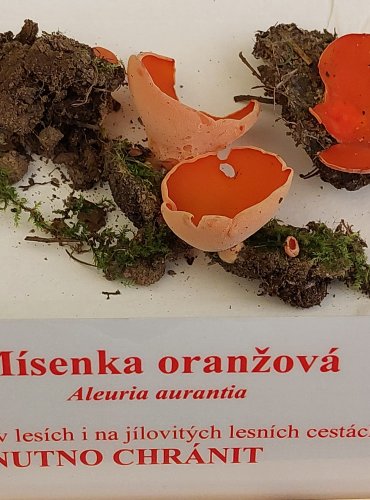 MÍSENKA ORANŽOVÁ (Aleuria aurantia) zapsána v Červeném seznamu hub (makromycetů) České republiky v kategorii NT – téměř ohrožený druh FOTO: Marta Knauerová, 22.9.2023