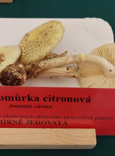 MUCHOMŮRKA CITRONOVÁ (Amanita citrina) FOTO: Marta Knauerová, 22.9.2023
