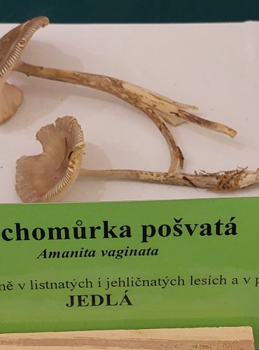 MUCHOMŮRKA POŠVATÁ (Amanita vaginata) FOTO: Marta Knauerová, 22.9.2023