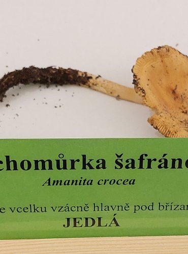 MUCHOMŮRKA ŠAFRÁNOVÁ (Amanita crocea) FOTO: Marta Knauerová, 22.9.2023