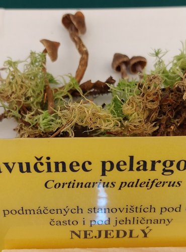 
PAVUČINEC PELARGONIOVÝ (Cortinarius paleiferus) FOTO: Marta Knauerová, 22.9.2023
