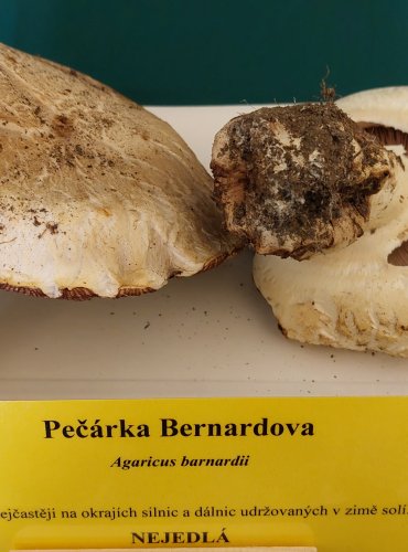 PEČÁRKA BERNARDOVA (Agaricus bernardii) FOTO: Marta Knauerová, 22.9.2023