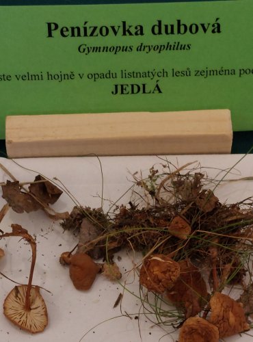 PENÍZOVKA DUBOVÁ (Gymnopus dryophilus) FOTO: Marta Knauerová, 22.9.2023