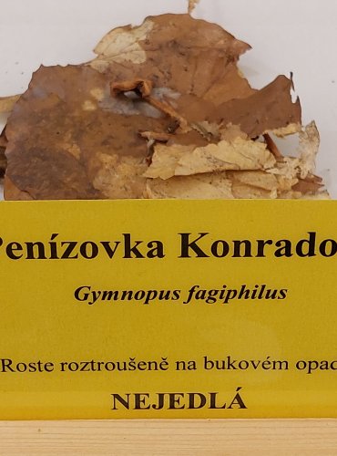 PENÍZOVKA KONRÁDOVA (Gymnopus fagiphilus) FOTO: Marta Knauerová, 22.9.2023