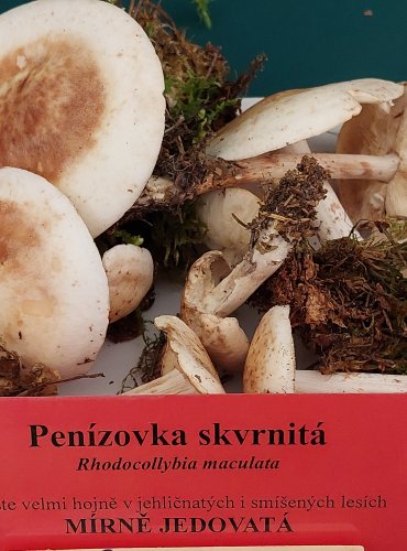 PENÍZOVKA SKVRNITÁ (Rhodocollybia maculata) FOTO: Marta Knauerová, 22.9.2023