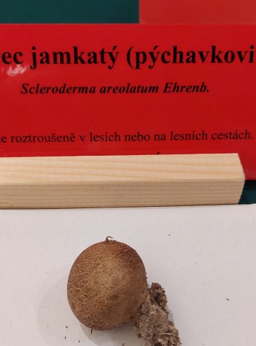 PESTŘEC PÝCHAVKOVITÝ (Scleroderma areolatum) FOTO: Marta Knauerová, 22.9.2023