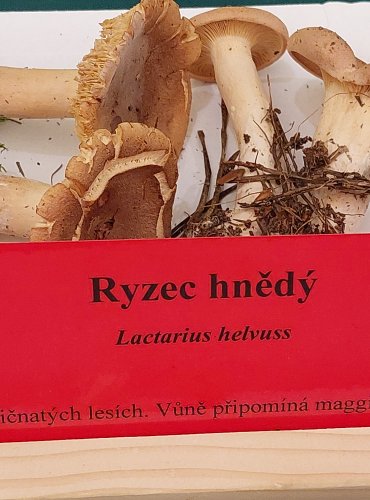 RYZEC HNĚDÝ (Lactarius helvus) FOTO: Marta Knauerová, 22.9.2023