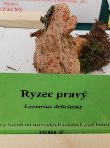 RYZEC PRAVÝ (Lactarius deliciosus) FOTO: Marta Knauerová, 22.9.2023