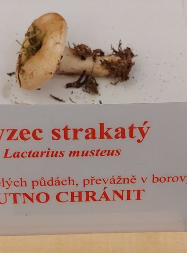 RYZEC STRAKATÝ (Lactarius musteus) zapsán v Červeném seznamu hub (makromycetů) v kategorii EN – ohrožený druh, FOTO: Marta Knauerová, 22.9.2023