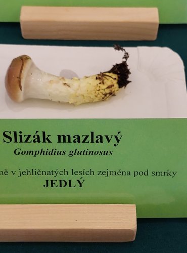 SLIZÁK MAZLAVÝ (Gomphidius glutinosus) FOTO: Marta Knauerová, 22.9.2023