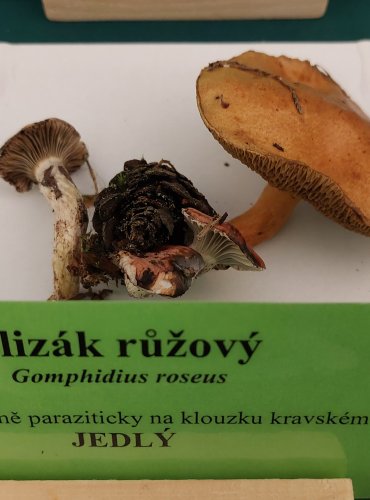 SLIZÁK RŮŽOVÝ (Gomphidius roseus) FOTO: Marta Knauerová, 22.9.2023