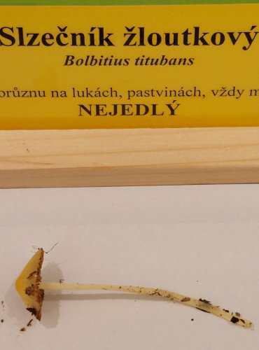 SLZEČNÍK ŽLOUTKOVÝ (Bolbitius titubans) FOTO: Marta Knauerová, 22.9.2023
