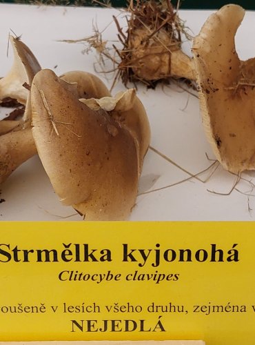 STRMĚLKA KYJONOHÁ (Clitocybe clavipes) FOTO: Marta Knauerová, 22.9.2023