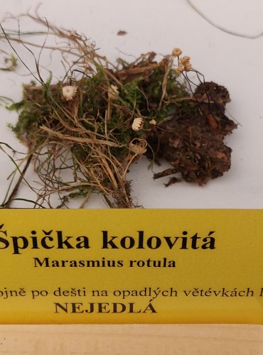ŠPIČKA KOLOVITÁ (Marasmius rotula) FOTO: Marta Knauerová, 22.9.2023