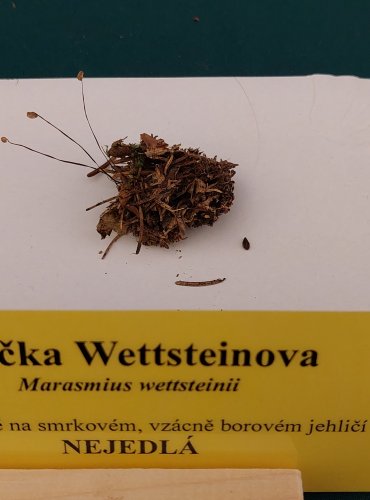 ŠPIČKA WETTSTEINOVA (Marasmius wettsteinii) FOTO: Marta Knauerová, 22.9.2023