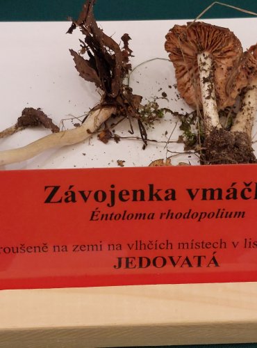 ZÁVOJENKA VMÁČKLÁ (Entoloma rhodopolium) FOTO: Marta Knauerová, 22.9.2023