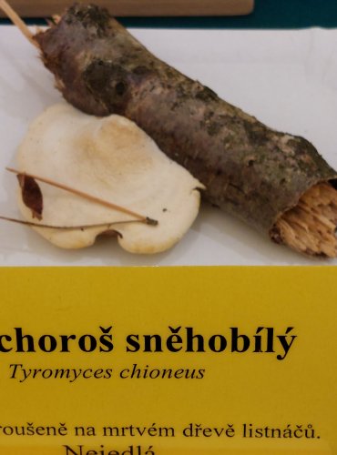 BĚLOCHOROŠ SNĚHOBÍLÝ (Tyromyces chioneus) FOTO: Marta Knauerová, 22.9.2023