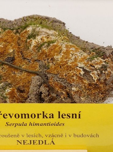 DŘEVOMORKA LESNÍ (Serpula himantioides) FOTO: Marta Knauerová, 22.9.2023