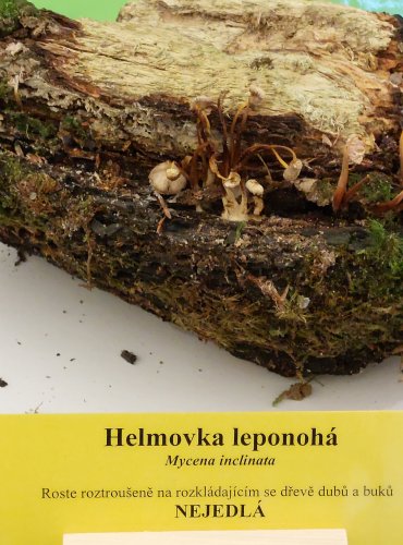 HELMOVKA LEPONOHÁ (Mycena inclinata) FOTO: Marta Knauerová, 22.9.2023