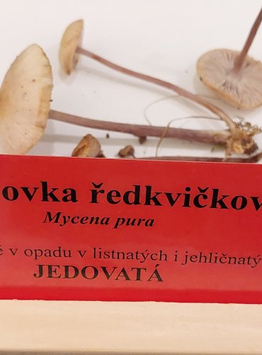 HELMOVKA ŘEDKVIČKOVÁ (Mycena pura) FOTO: Marta Knauerová, 22.9.2023