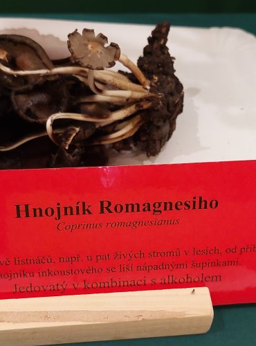 HNOJNÍK ROMAGNESIHO (Coprinopsis romagnesiana) FOTO: Marta Knauerová, 22.9.2023