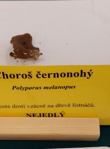 CHOROŠ ČERNONOHÝ (Polyporus melanopus) FOTO: Marta Knauerová, 22.9.2023