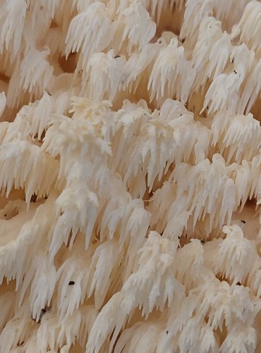 KORÁLOVEC BUKOVÝ (Hericium coralloides) FOTO: Marta Knauerová, 22.9.2023