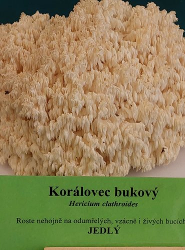 KORÁLOVEC BUKOVÝ (Hericium coralloides) FOTO: Marta Knauerová, 22.9.2023